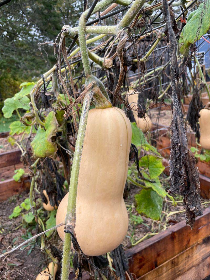 Cut Instead Of Pulling The Vine