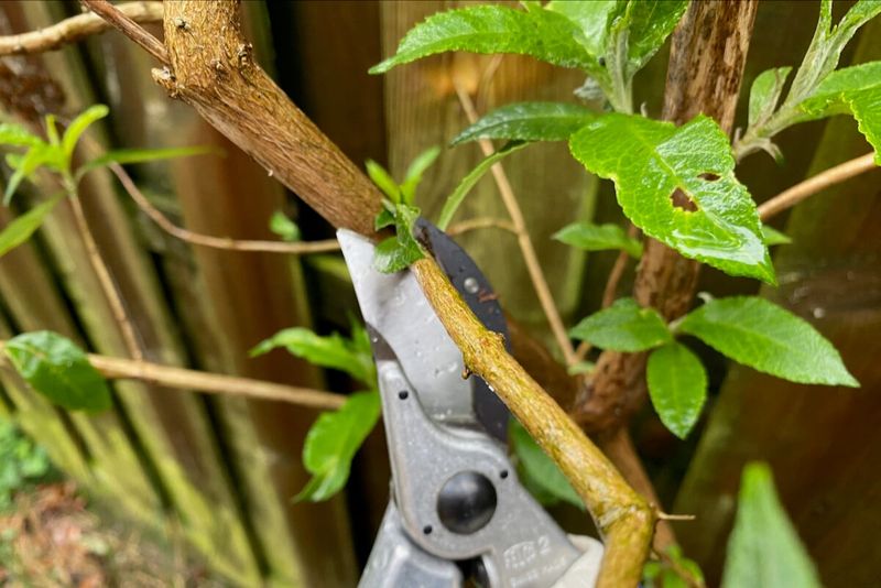 Cut Just Above Healthy Leaf Growth