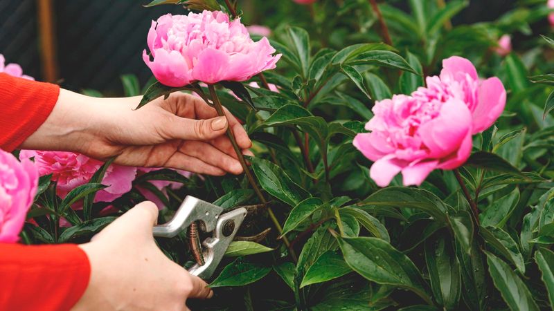 Cut Peonies After Foliage Starts Fading Cut Peonies After Foliage Starts Fading