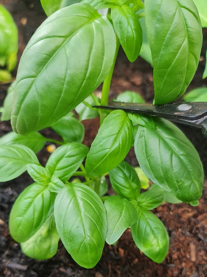 Cut Stems Above A Leaf Pair