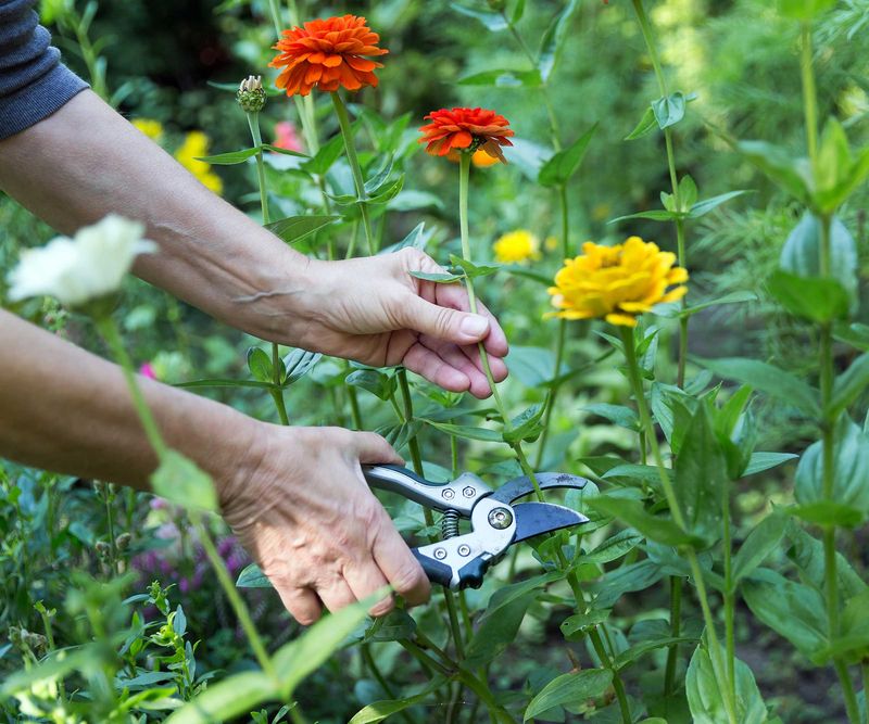 Cut Stems Just Above A Leaf Set Cut Stems Just Above A Leaf Set