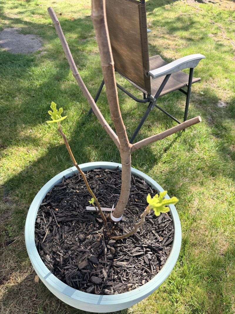 Cut Suckers At The Base