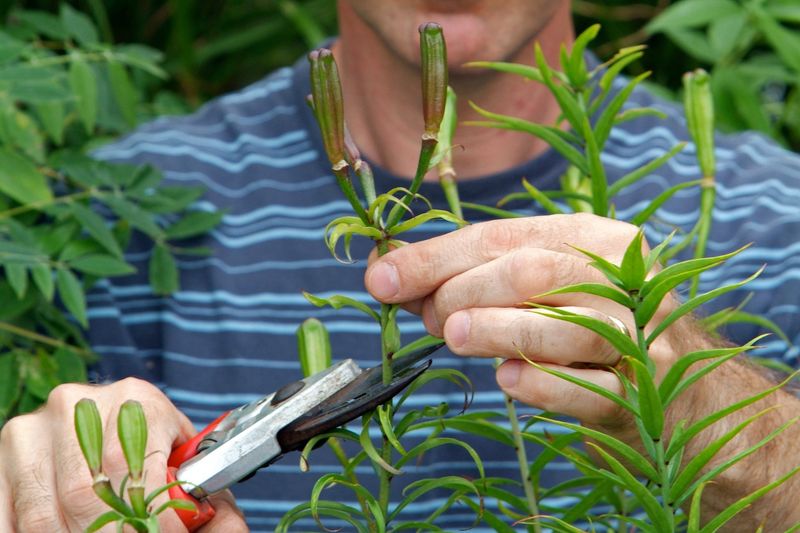 Cut The Stalks Down To Ground Level Cut The Stalks Down To Ground Level
