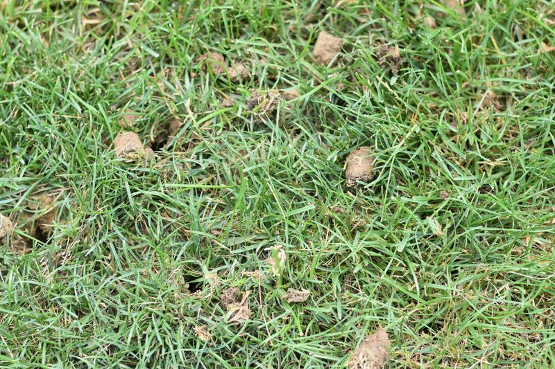 Cuts Down Thick Thatch Buildup
