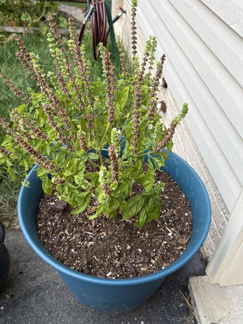 Cutting Back Delays Bee Friendly Blooms