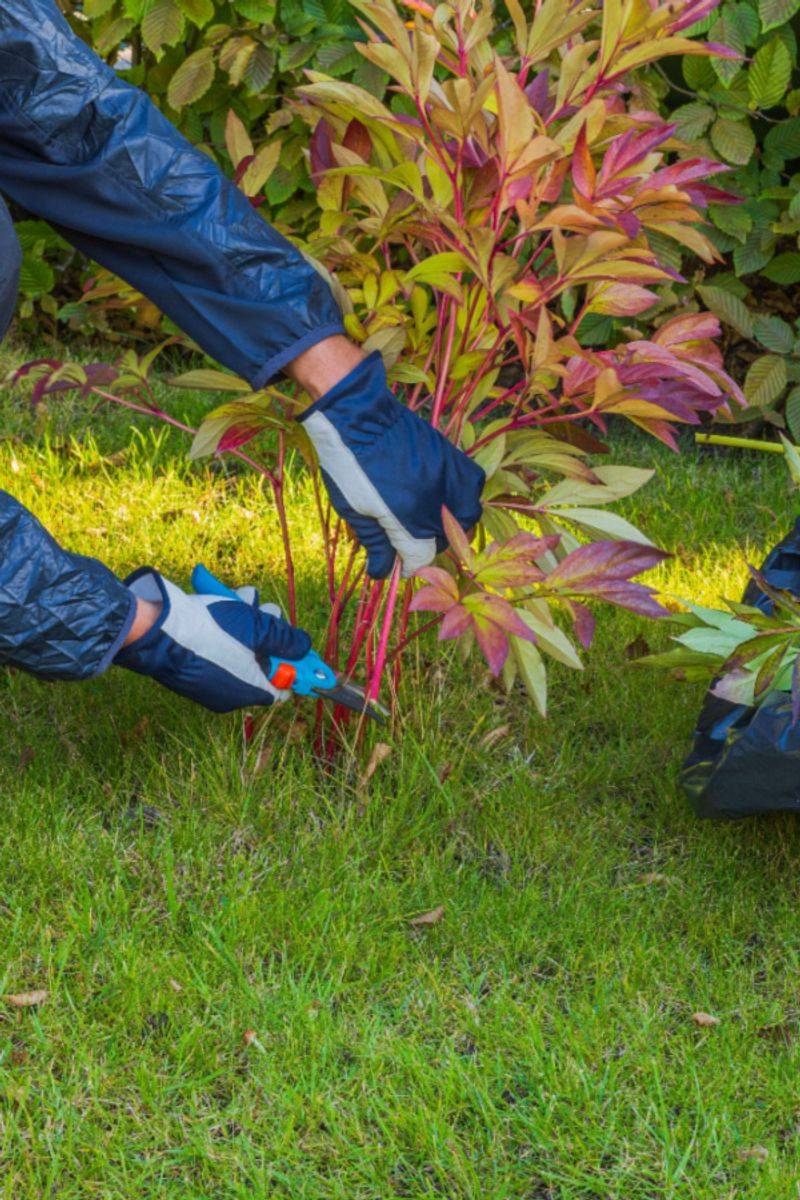 Cutting Back Foliage At The Right Moment Cutting Back Foliage At The Right Moment