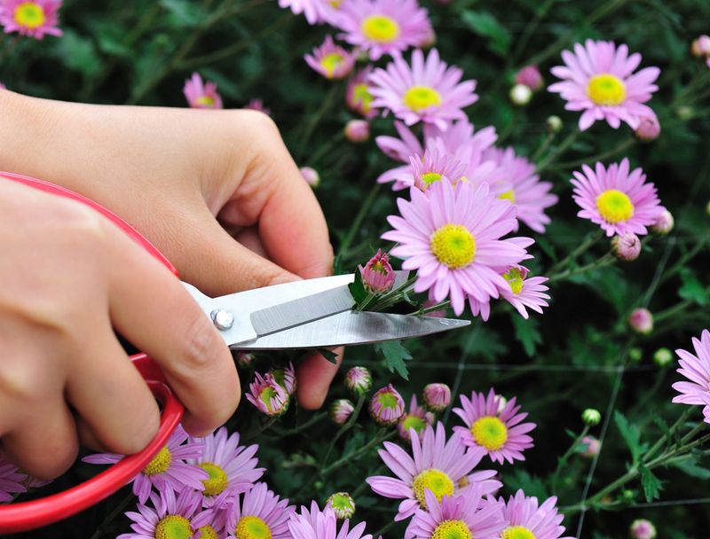 Cutting Back Too Early Costs You The Plant