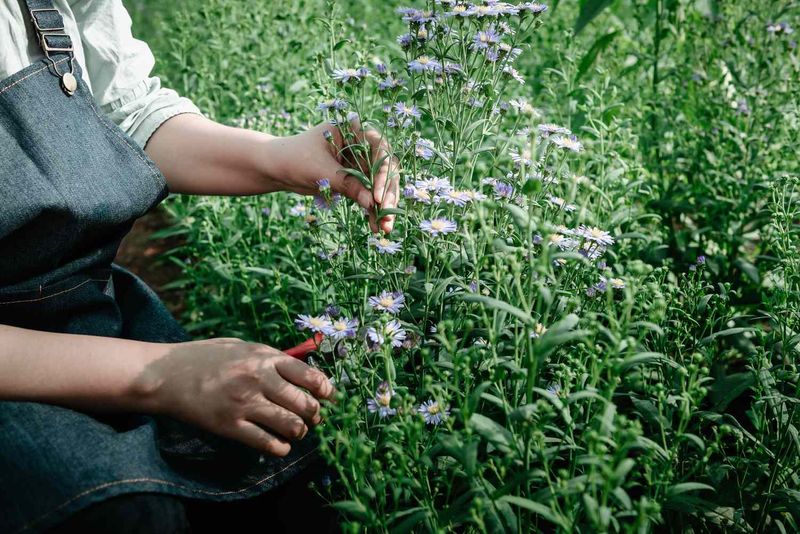 Cutting Back Too Early Removes Late Flowers