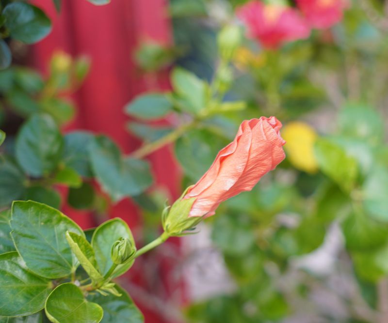Cutting During A Heavy Bloom Cycle Pauses The Show