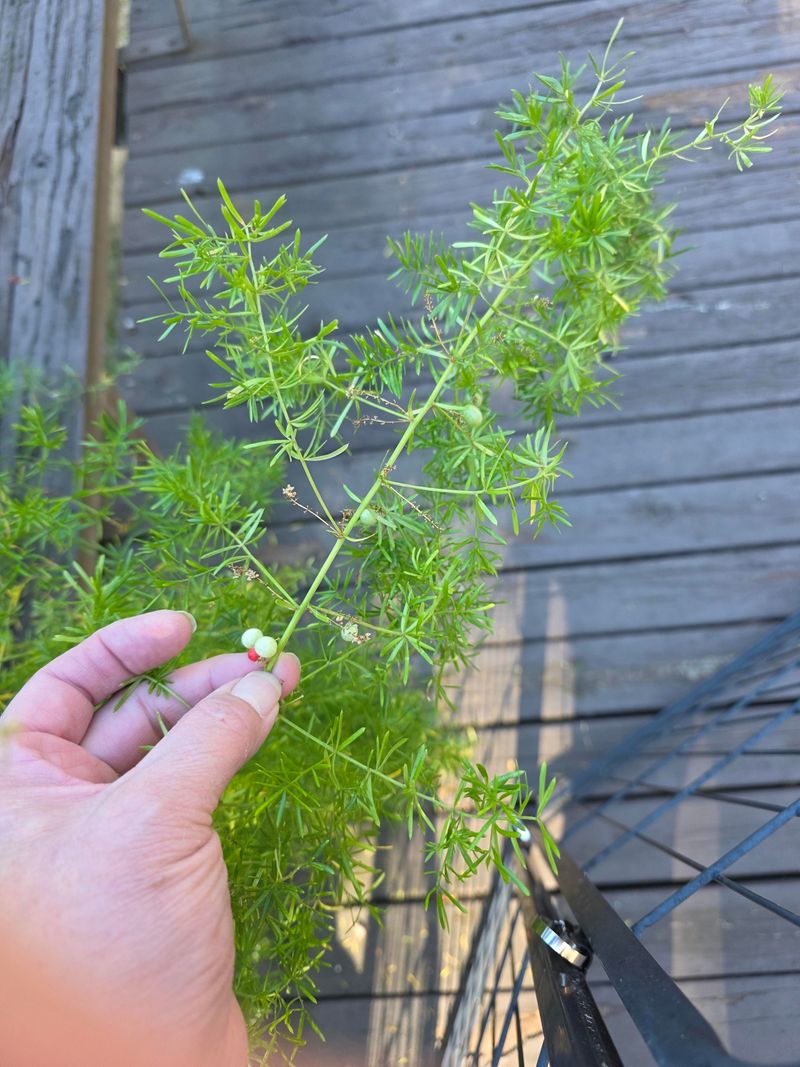 Cutting Early Costs You More Than One Season