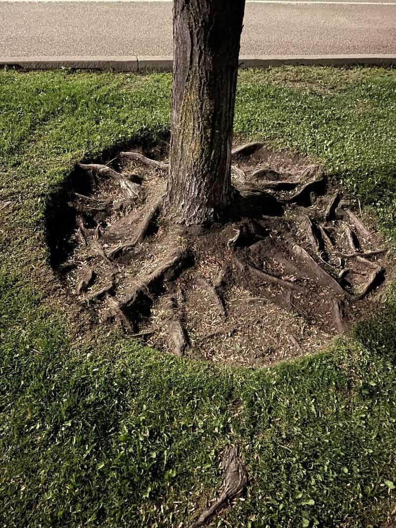 Cutting Exposed Roots Can Make Things Worse Cutting Exposed Roots Can Make Things Worse