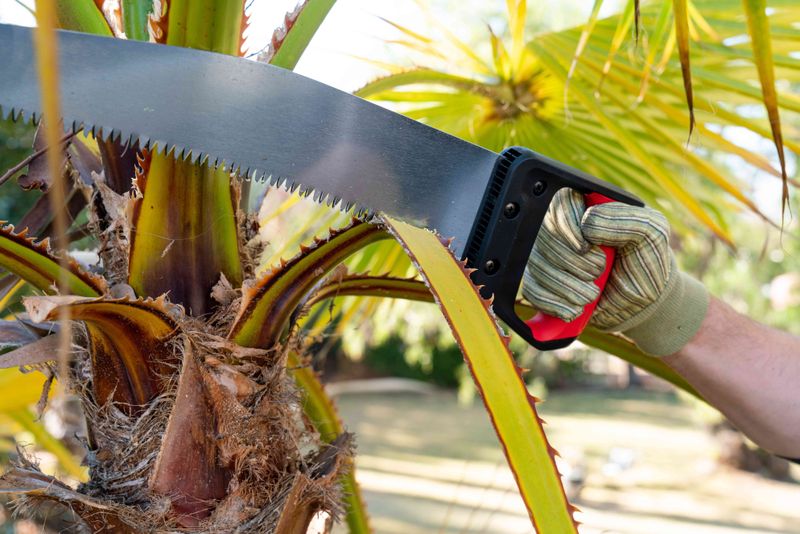 Cutting Healthy Fronds Weakens The Palm Cutting Healthy Fronds Weakens The Palm