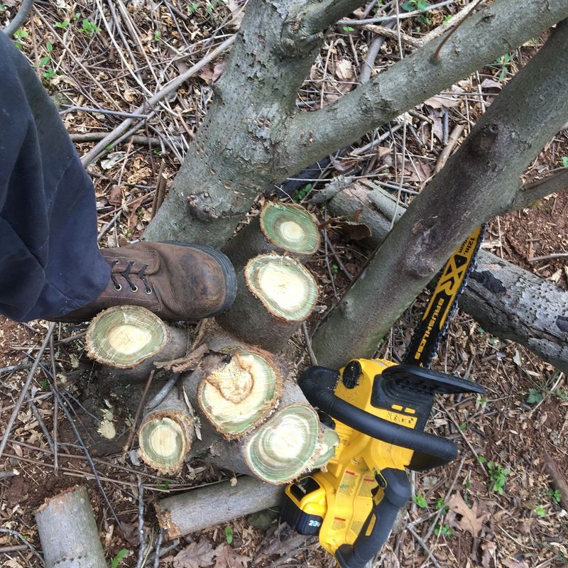Cutting Larger Shrubs Alone May Not Be Enough