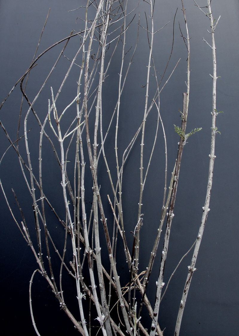 Cutting Now Risks Cold Damage