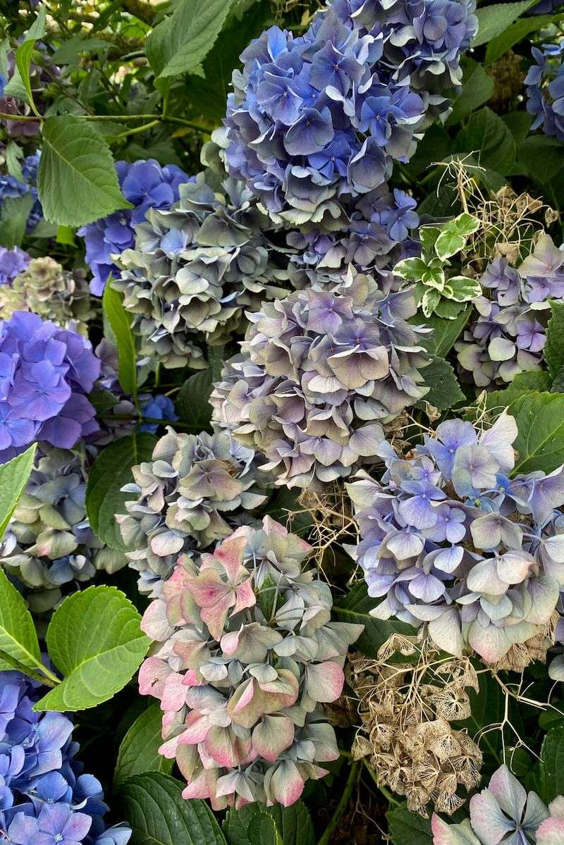 Cutting Off Spent Flowers Too Soon Cutting Off Spent Flowers Too Soon