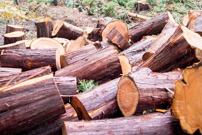Cypress Harvesting Has Raised Concerns About Wetland Forests Cypress Harvesting Has Raised Concerns About Wetland Forests