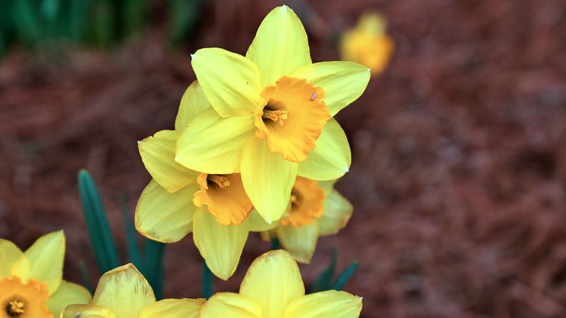 Daffodil Bulbs Bring Early Spring Color Daffodil Bulbs Bring Early Spring Color