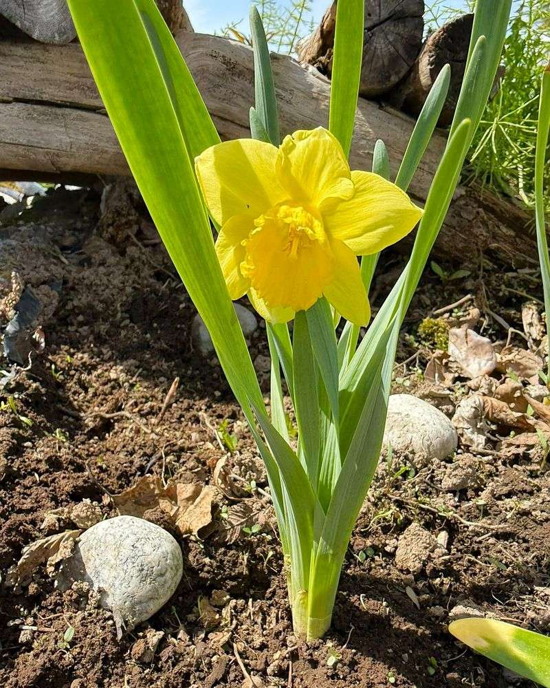 Daffodil Bulbs Disappear From Shelves Long Before Spring
