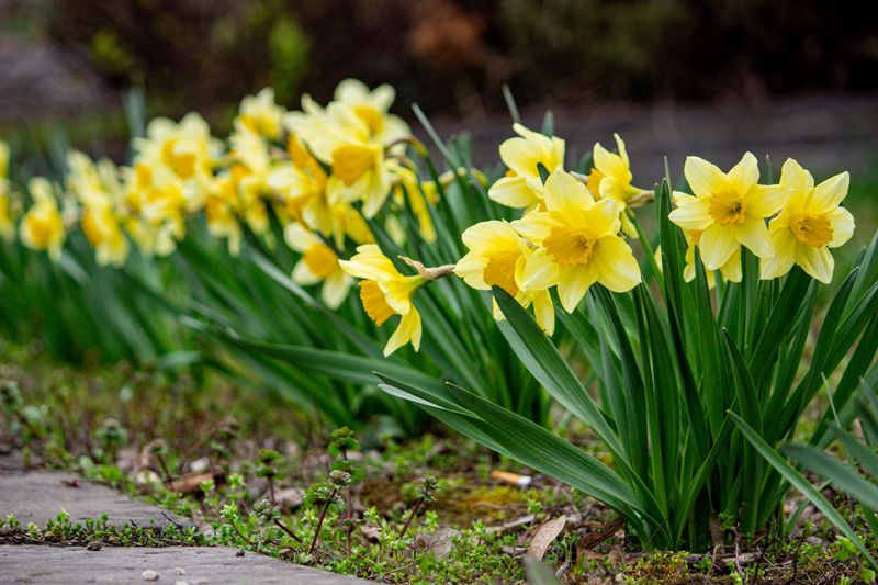 Daffodil Bulbs For Blooms The Deer Ignore Daffodil Bulbs For Blooms The Deer Ignore