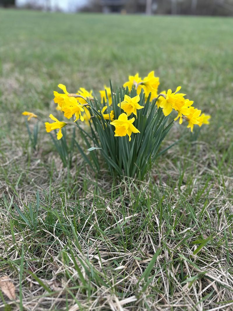 Daffodil Bulbs Go In Now For A Deer-Free Spring Daffodil Bulbs Go In Now For A Deer-Free Spring