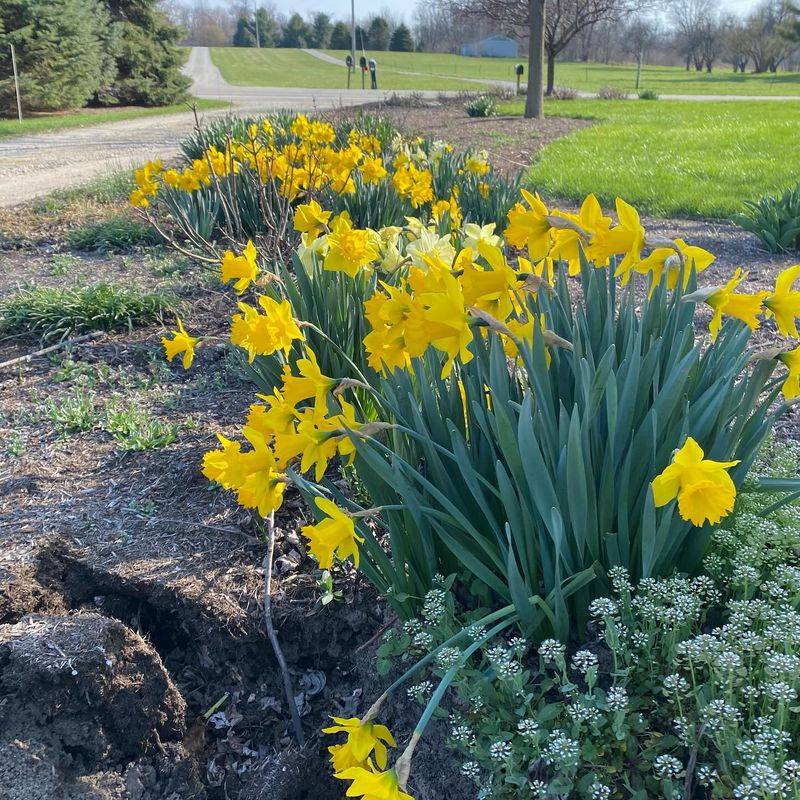 Daffodil Bulbs Planted In California Fall Soil Daffodil Bulbs Planted In California Fall Soil
