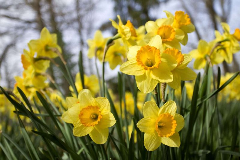 Daffodils Daffodils