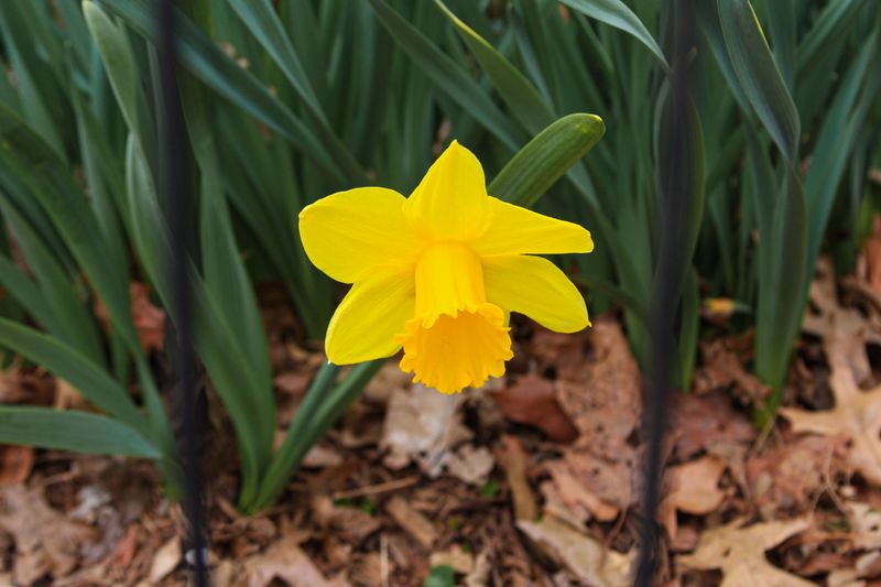 Daffodils Bring Reliable Color After Winter Daffodils Bring Reliable Color After Winter