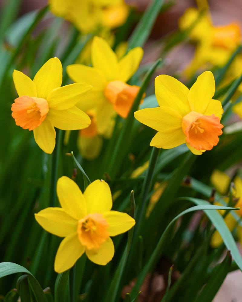 Daffodils Bring Reliable Spring Color To New York Yards