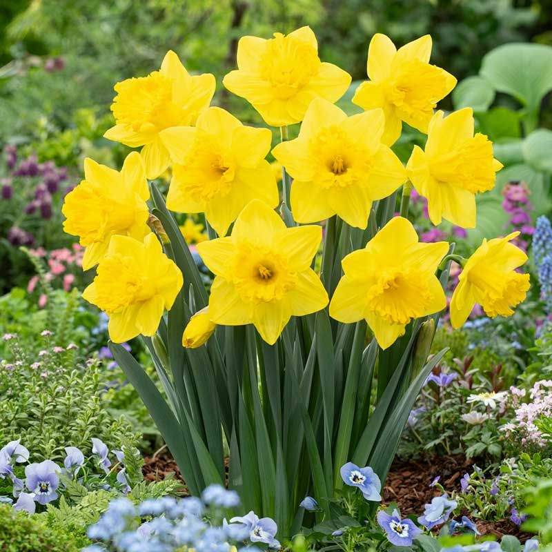 Daffodils For Carefree Color Daffodils For Carefree Color
