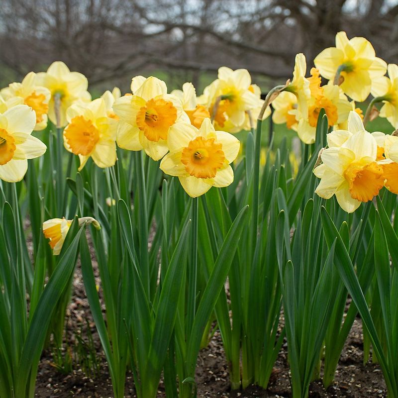 Daffodils (Narcissus)
