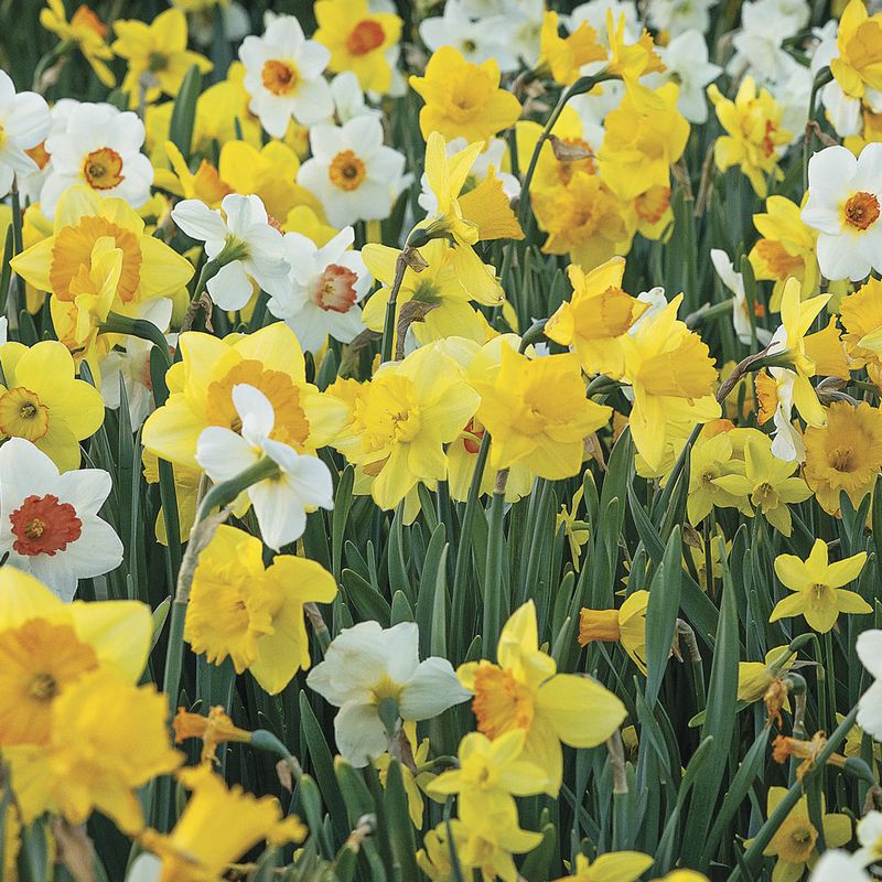 Daffodils (Narcissus) Daffodils (Narcissus)