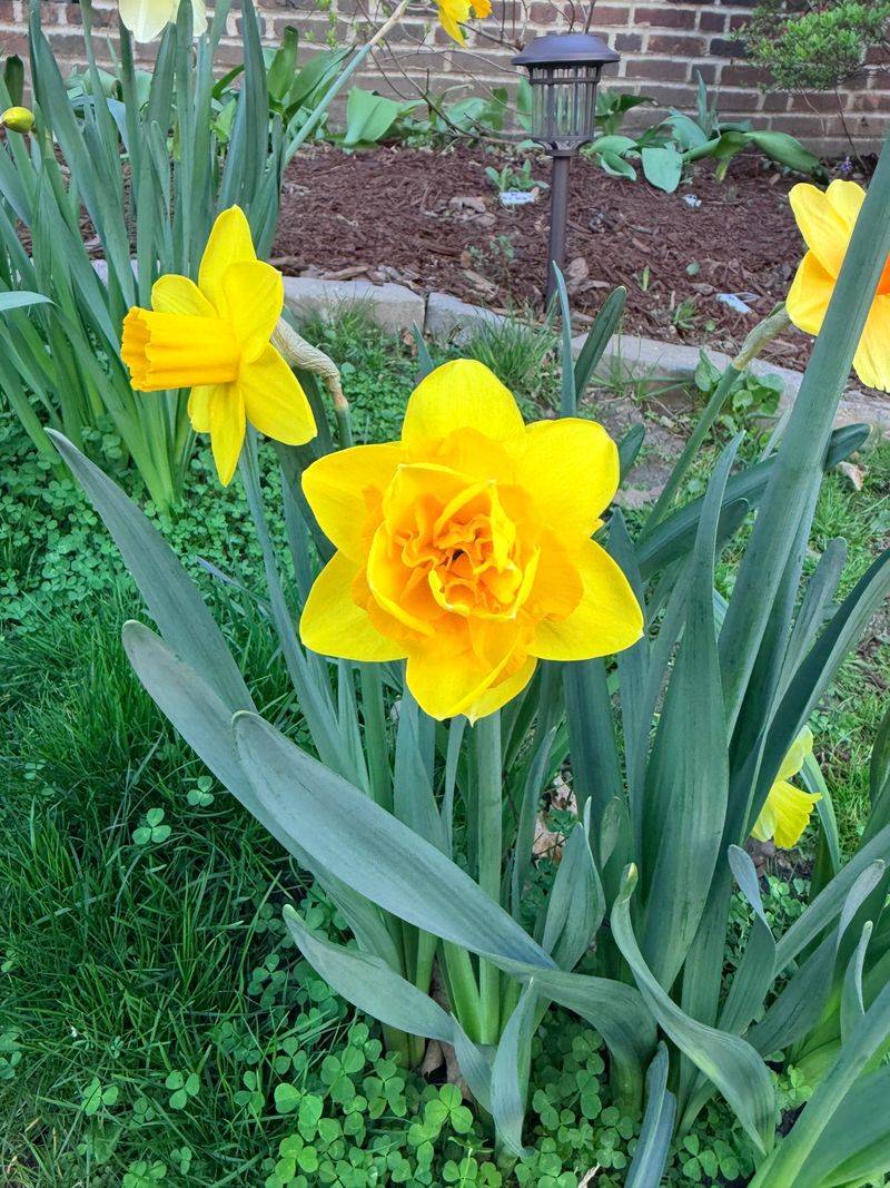 Daffodils Return Reliably After Cold Winters Daffodils Return Reliably After Cold Winters