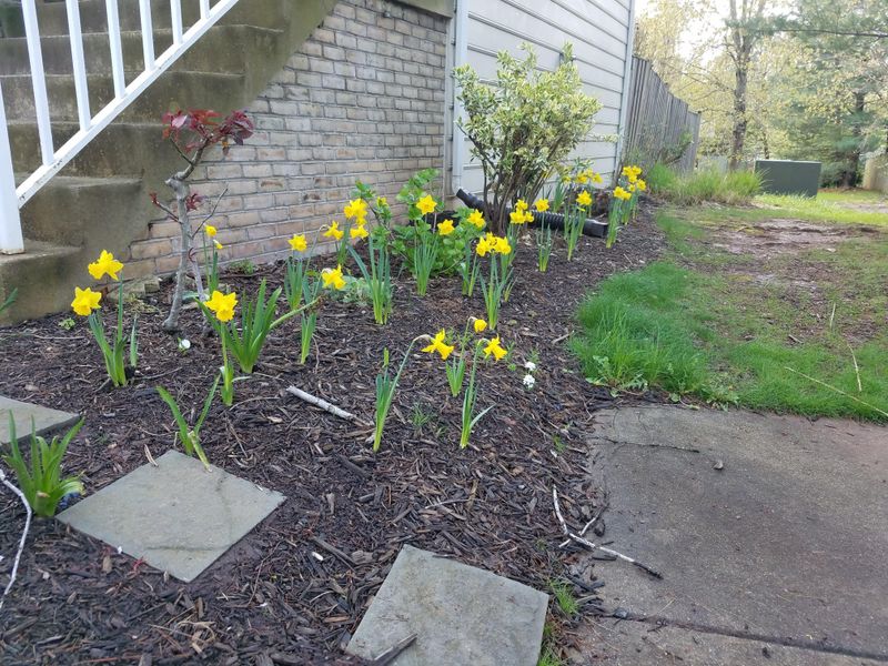 Daffodils, Tulips, And Other Spring Bulbs Daffodils, Tulips, And Other Spring Bulbs