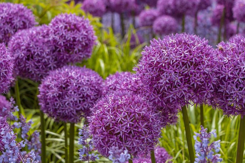 Daffodils and Alliums Daffodils and Alliums