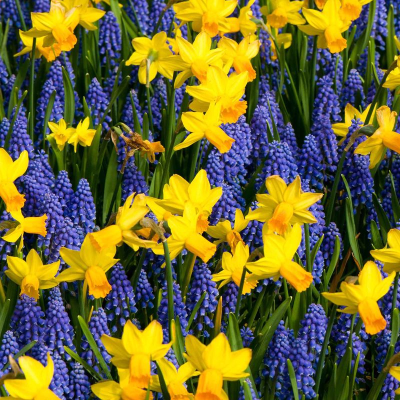Daffodils and Grape Hyacinths Daffodils and Grape Hyacinths