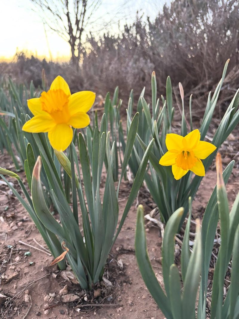 Daffodils Daffodils
