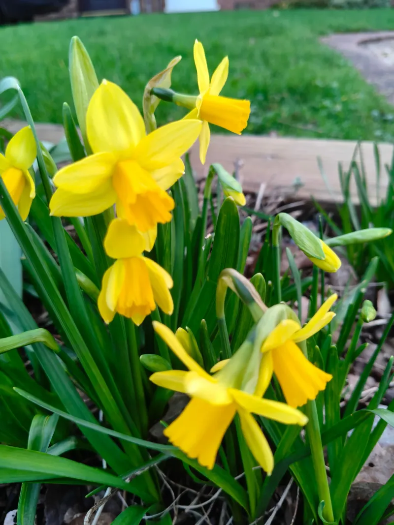 Daffodils