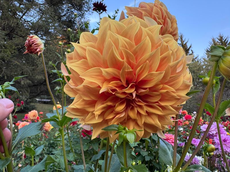 Dahlia Blooms Work With Purple Asters