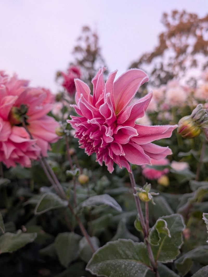 Dahlias Blooming Their Hearts Out