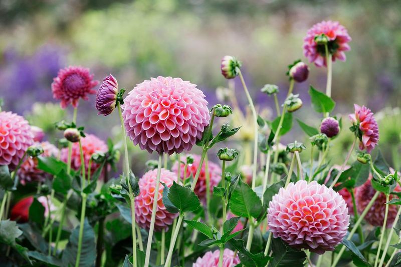 Dahlias Dahlias