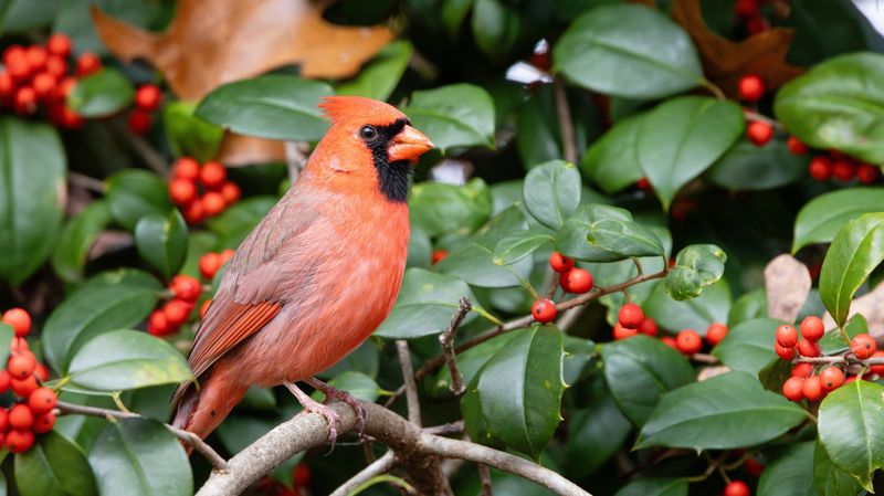 Dahoon Holly Offers Bright Berries For Winter Birds