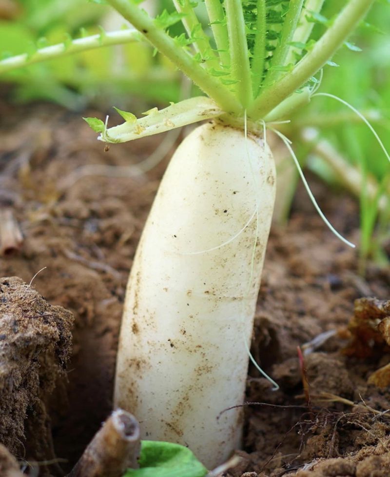 Daikon Radish Breaks Up Compacted Garden Soil Daikon Radish Breaks Up Compacted Garden Soil