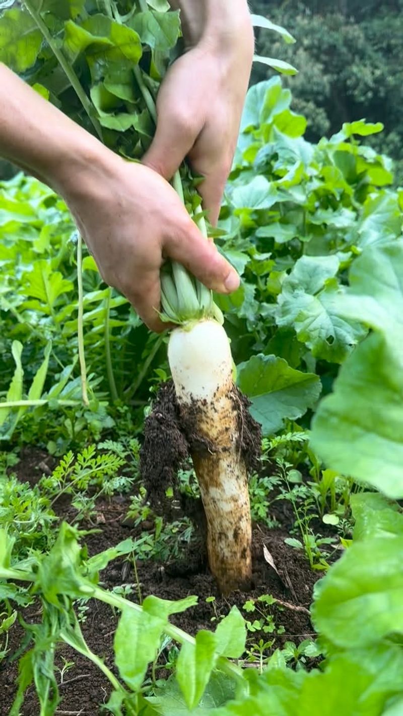 Daikon Radish Drills Deep For You