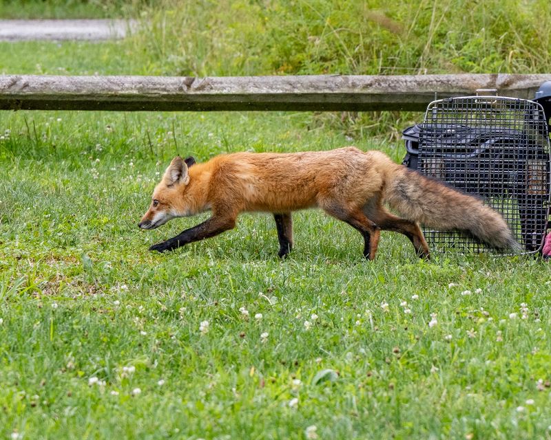 Daily Fox Sightings Can Point To A Den Nearby