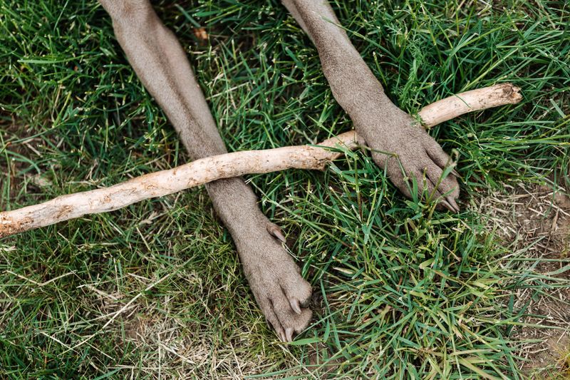 Daily Yard Sweeps That Help Protect Paws