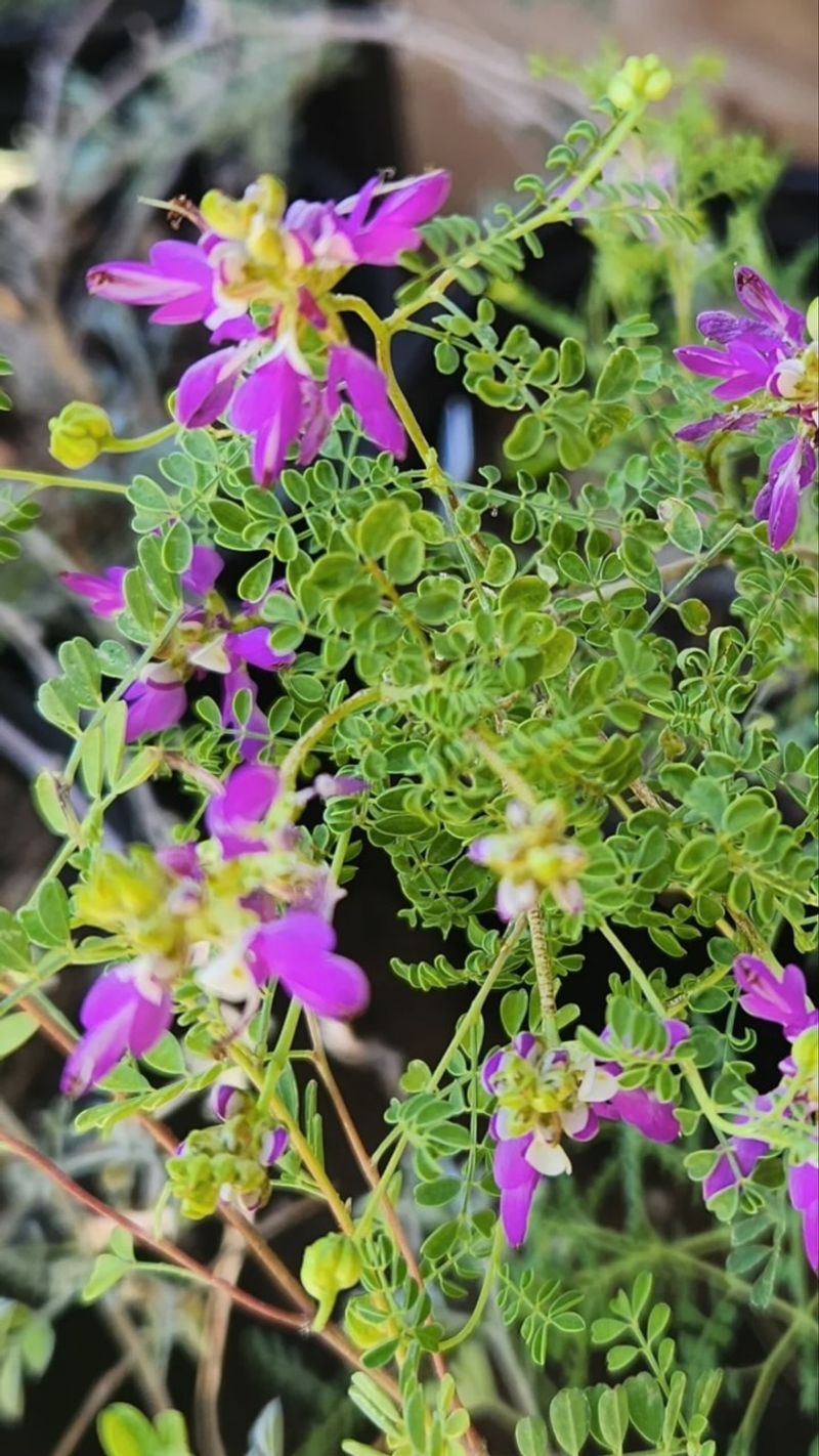 Dalea Dalea