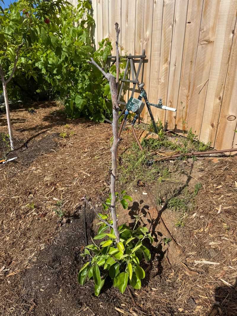 Damage Around Plants Can Point To The Culprit Damage Around Plants Can Point To The Culprit