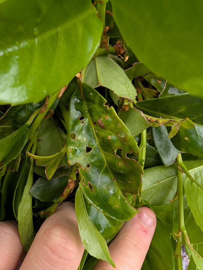 Damage Can Remain After Pests Leave Damage Can Remain After Pests Leave