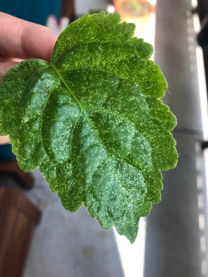 Damage Clues Hiding On The Undersides Of Leaves Damage Clues Hiding On The Undersides Of Leaves