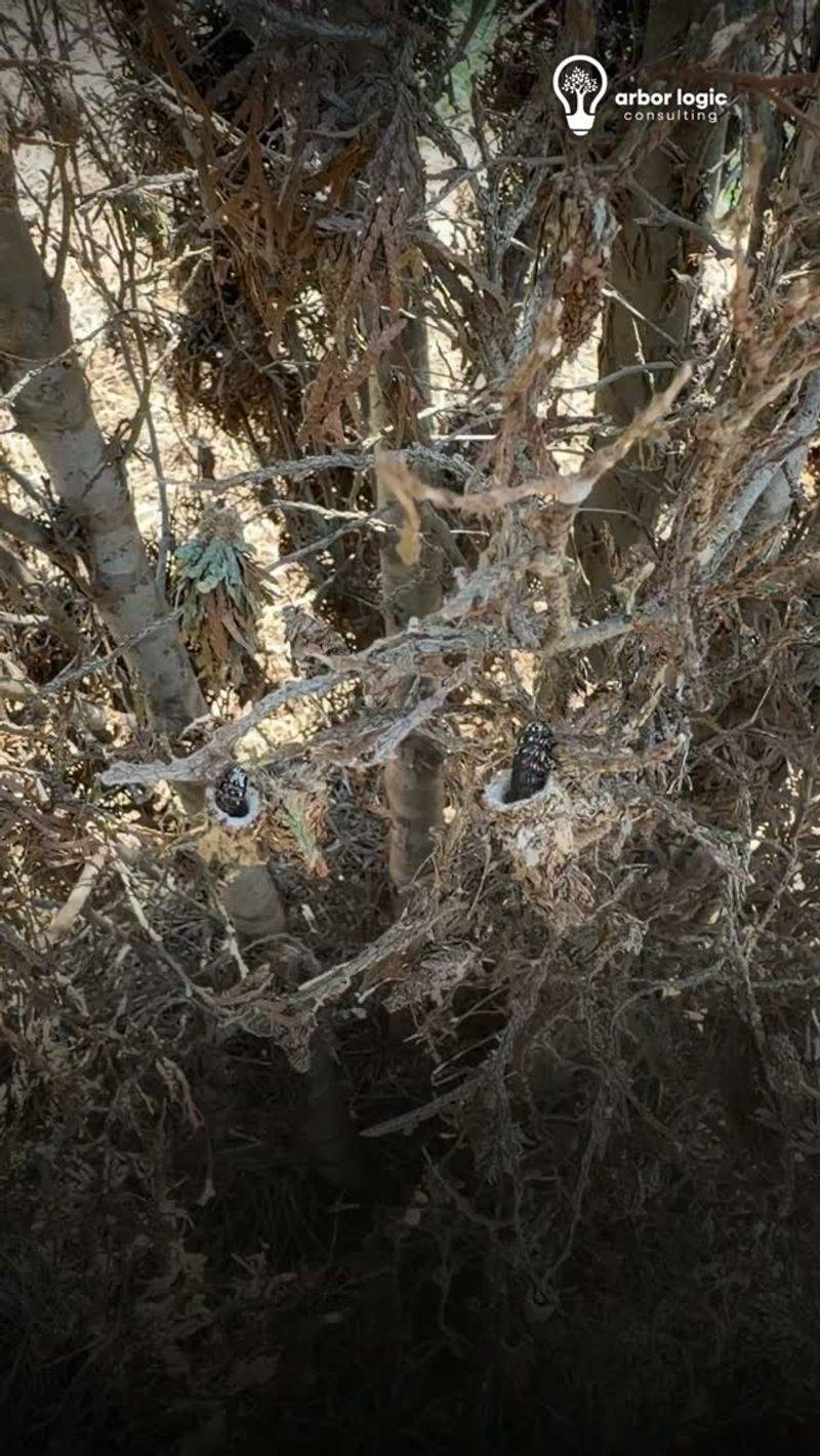 Damage Left Behind On Junipers, Spruce, And Arborvitae